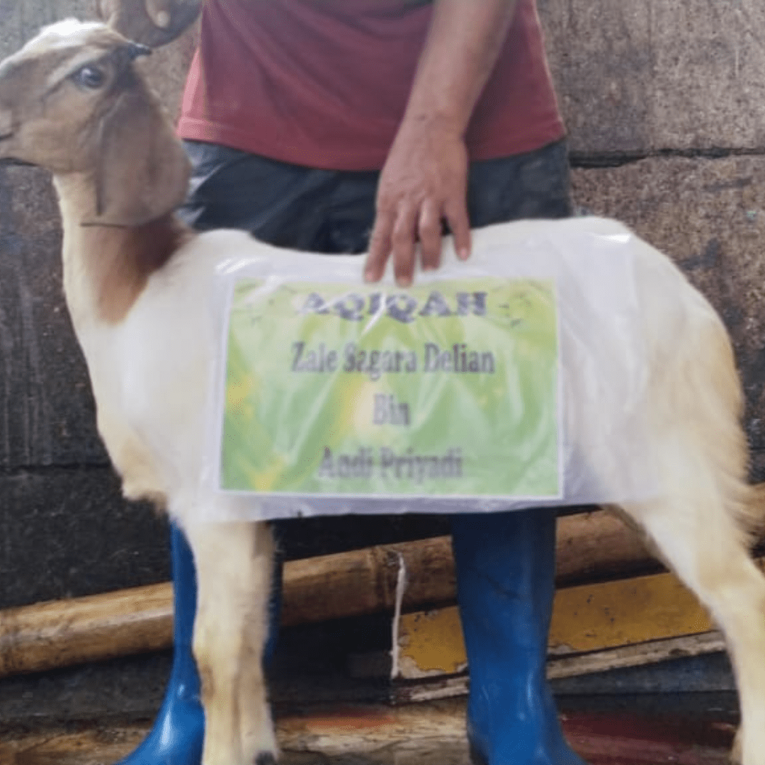 Sahila Aqiqah | Aqiqah Halal Mulai 1,9 Jutaan