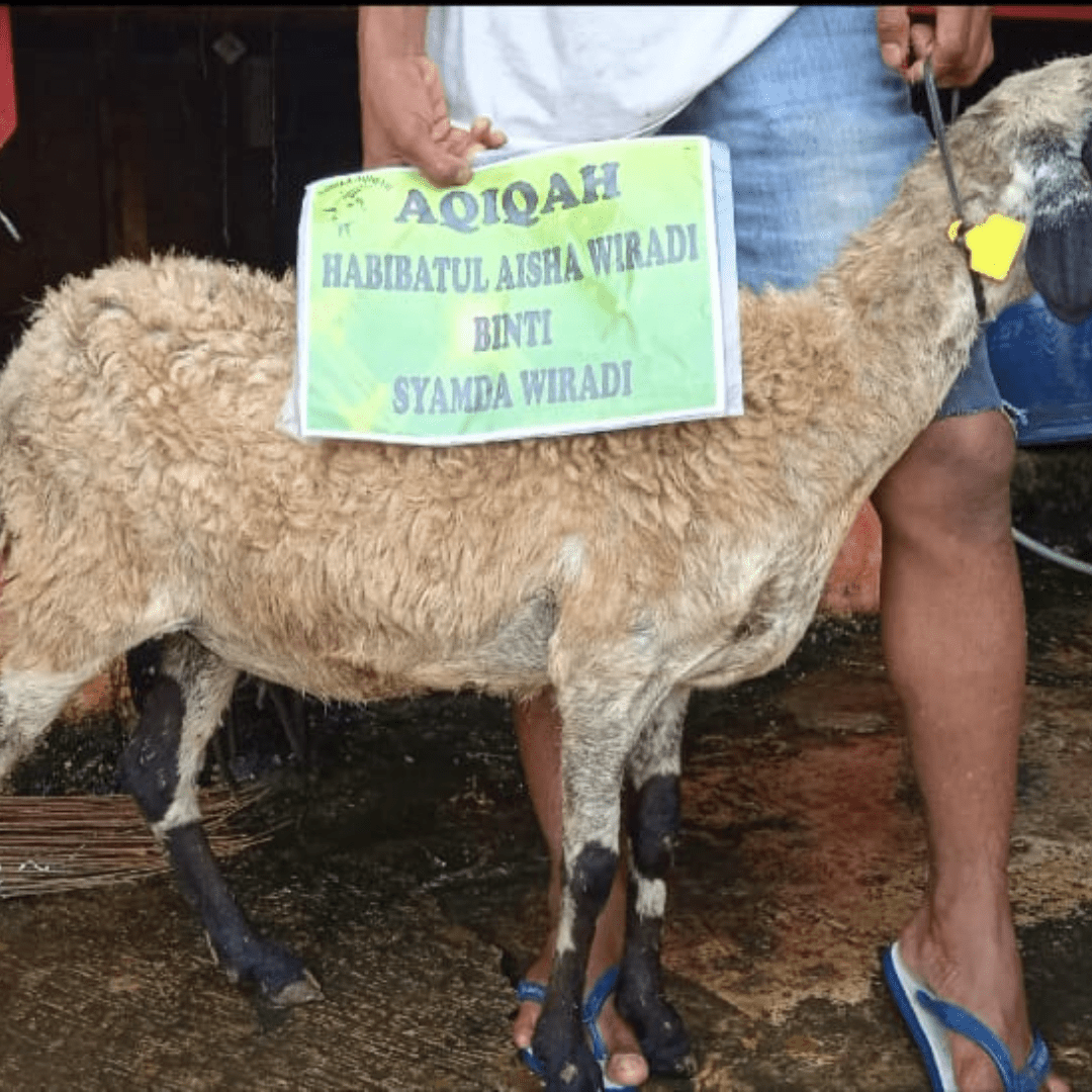 Sahila Aqiqah | Aqiqah Halal Mulai 1,9 Jutaan