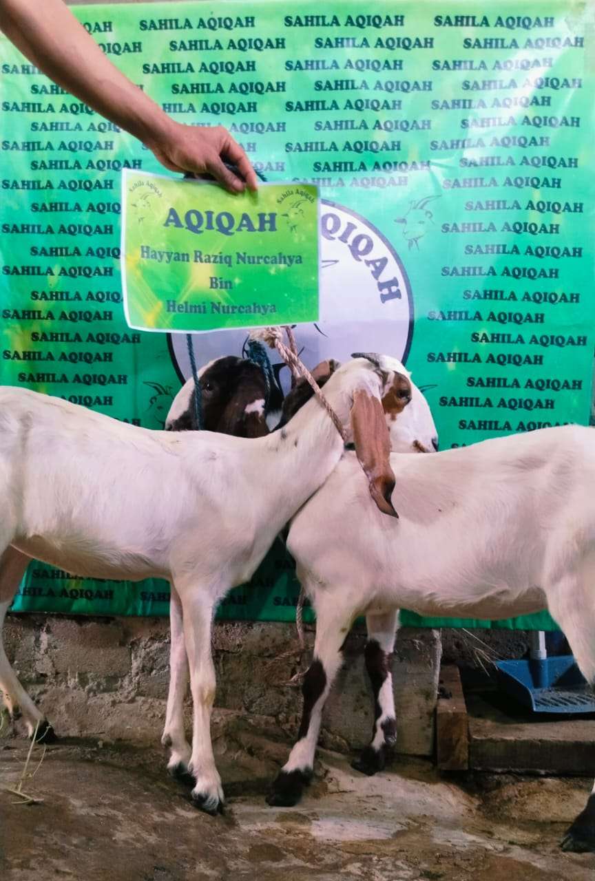 Sahila Aqiqah | Aqiqah Halal Mulai 1,9 Jutaan