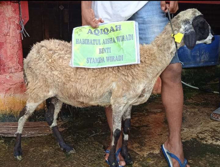 Sahila Aqiqah | Aqiqah Halal Mulai 1,9 Jutaan