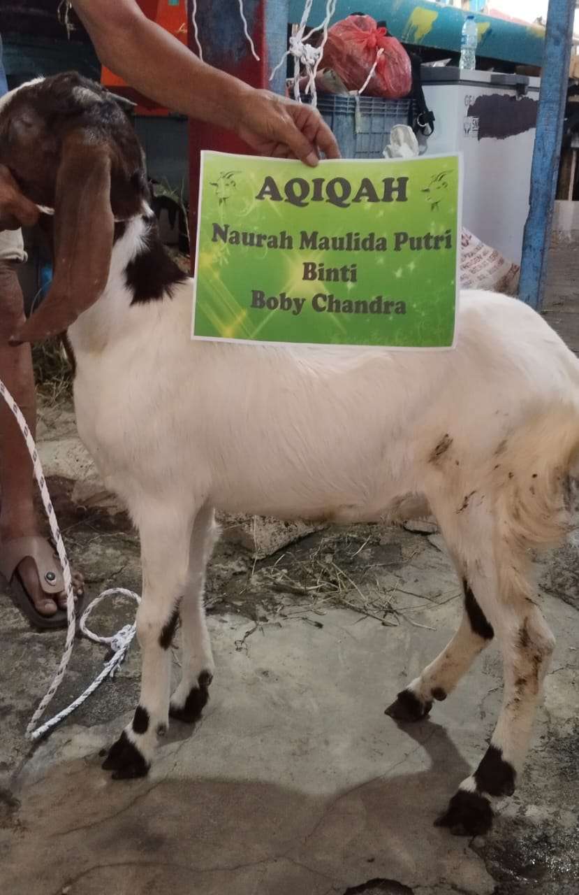 Sahila Aqiqah | Aqiqah Halal Mulai 1,9 Jutaan